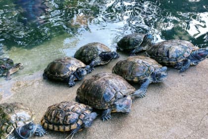 Uncle Wong Happy Farm